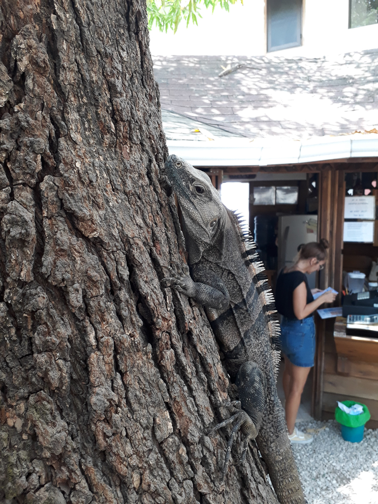 Leguan på træ - Cafe Ginger