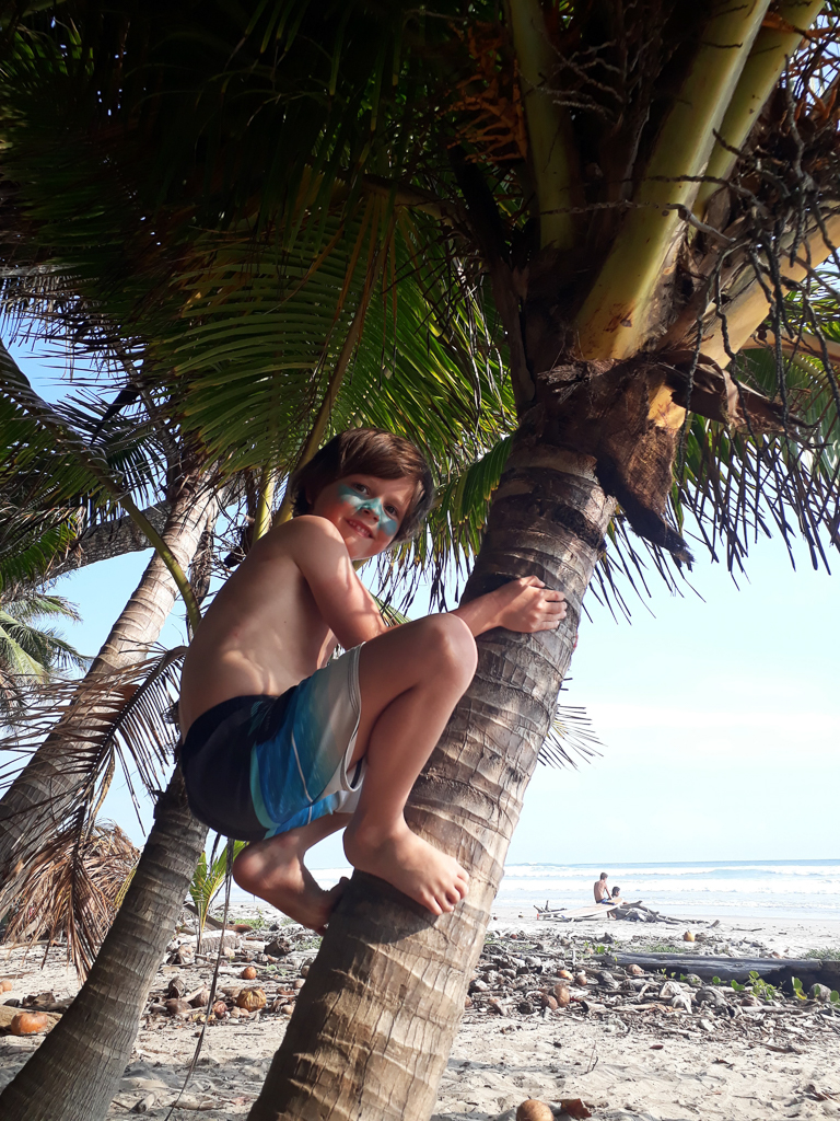 Alfred klatrer i kokospalme