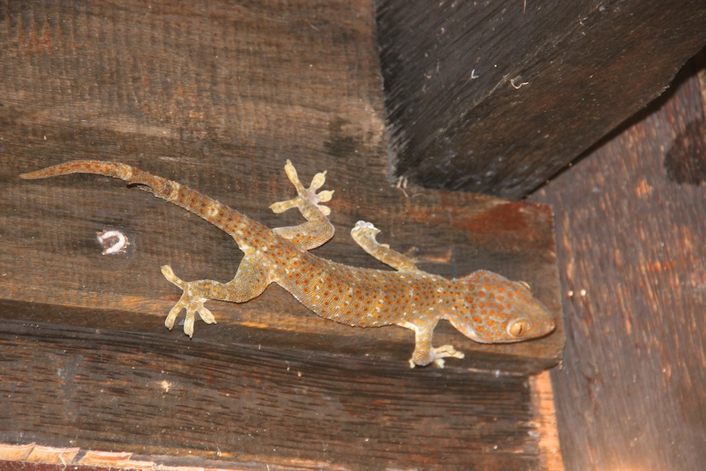 Stor gekko på bjælke