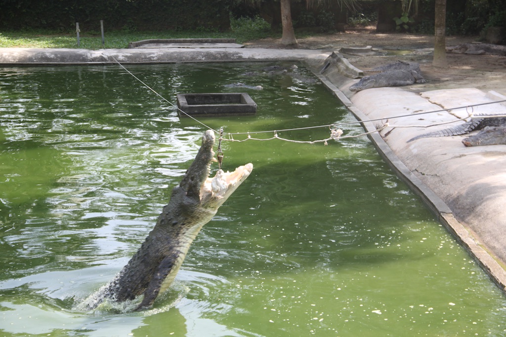 Krokodille springer op efter kyllinger på en snor