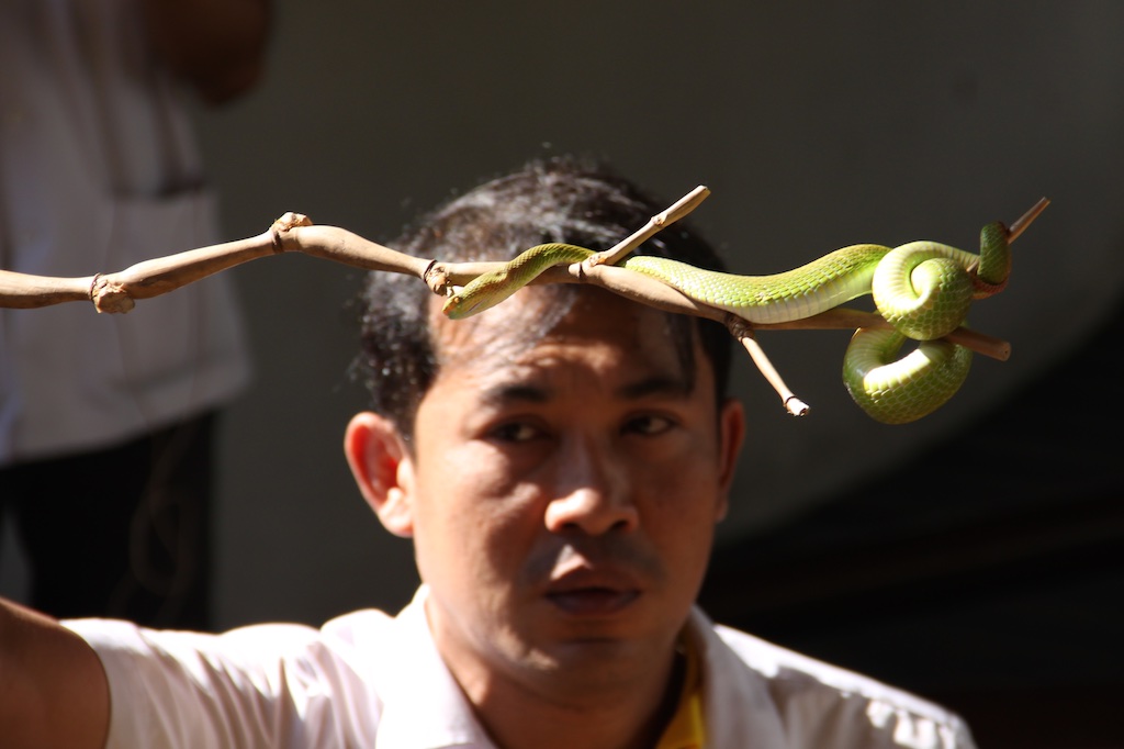 Slangetæmmer med giftig grøn slange på en pind