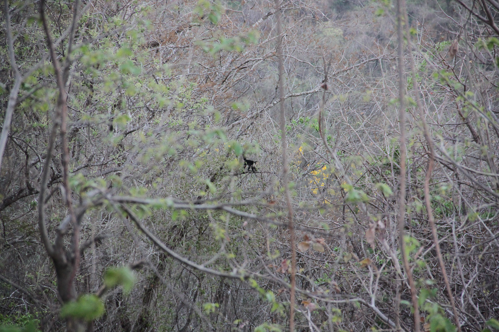 White-faced capuchin abe i træ