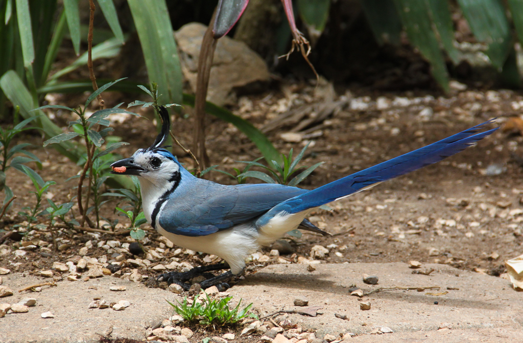 Blue Magpie