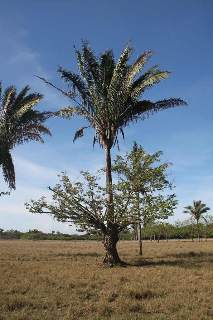 Palme med omklamrende træ