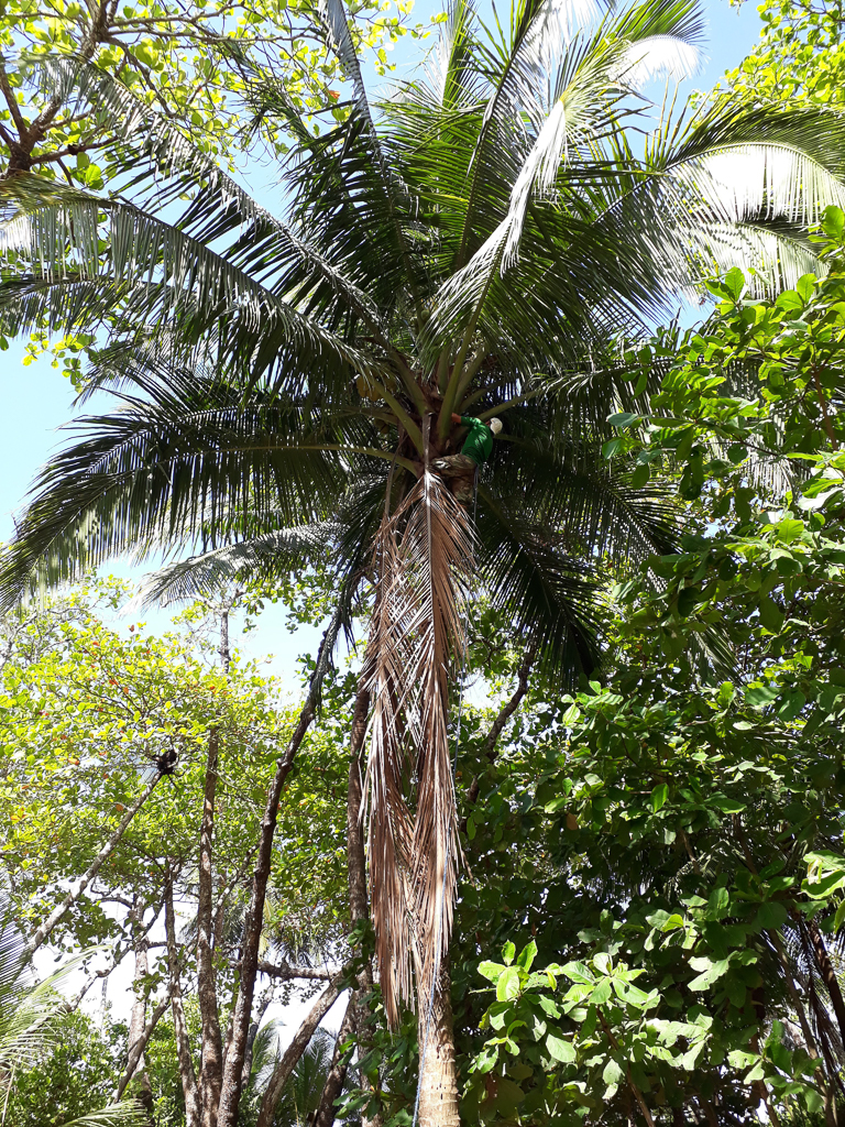 Tico i kokospalme