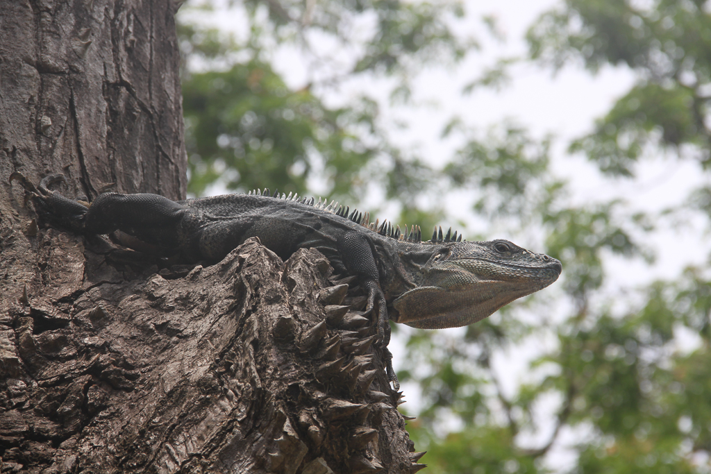 Leguan i træ