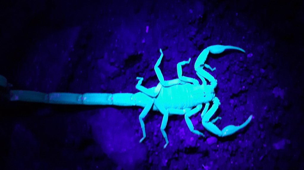 Skorpion i ultraviolet lys