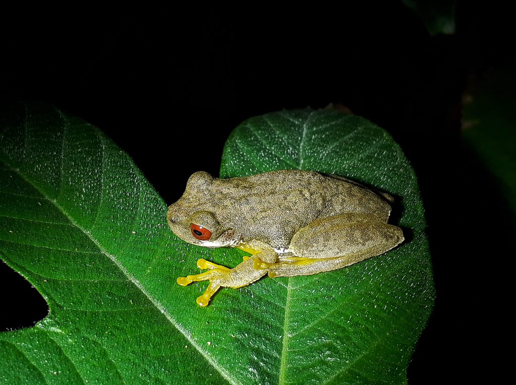 Frø på blad