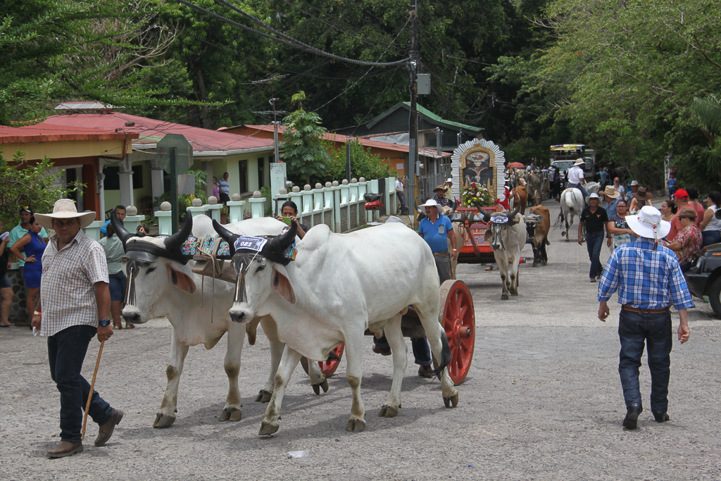 Optog med oksekærrer i Las Juntas