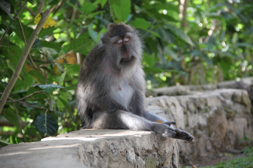 Træt abe i Monkey Forrest