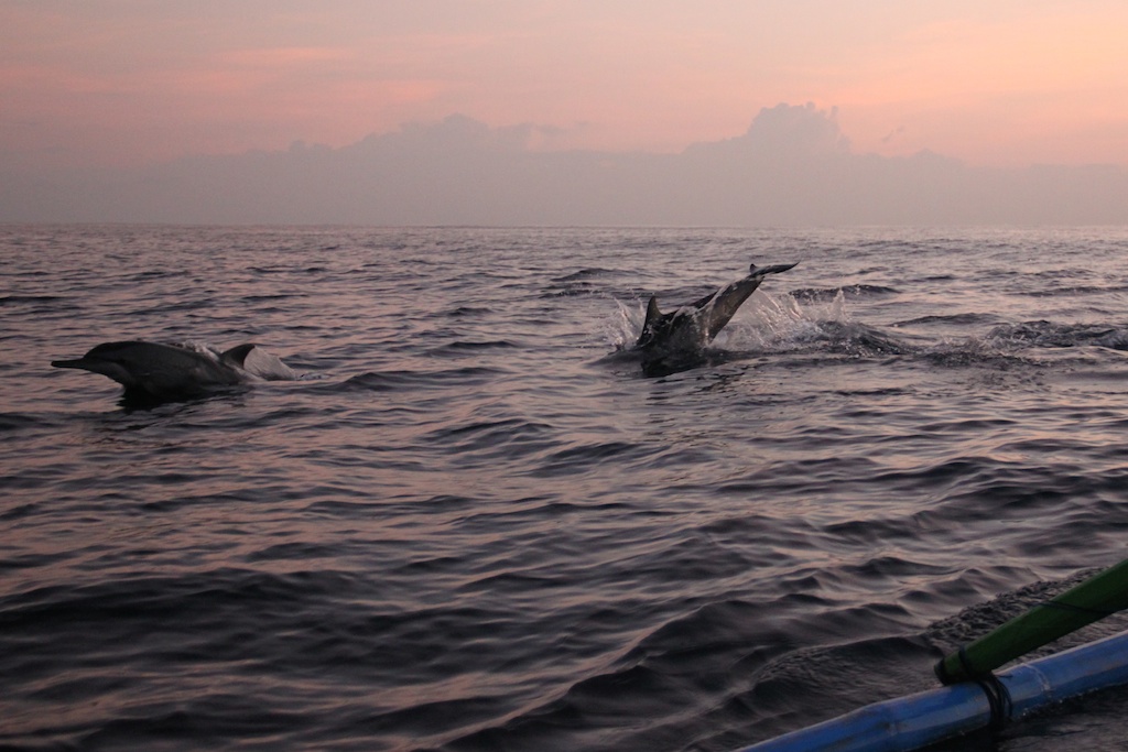 To delfiner der springer efter hindanden