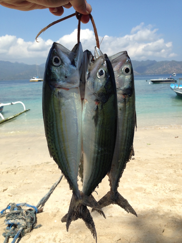 Frisfangede fisk på stranden på Gili Air