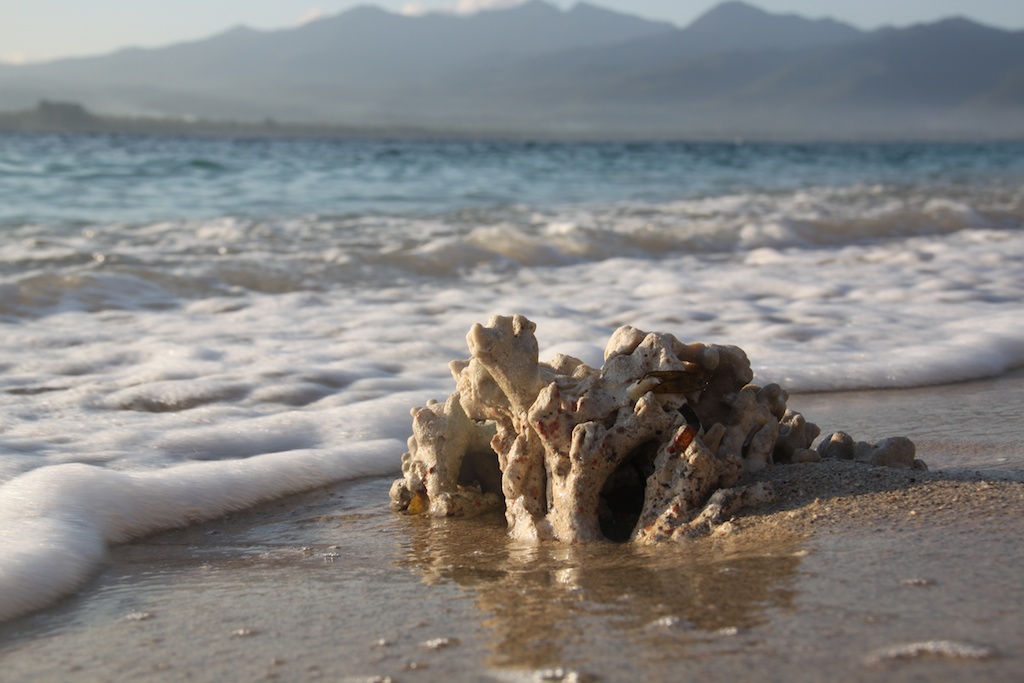 Koralstykke i vandkanten på Gili Air