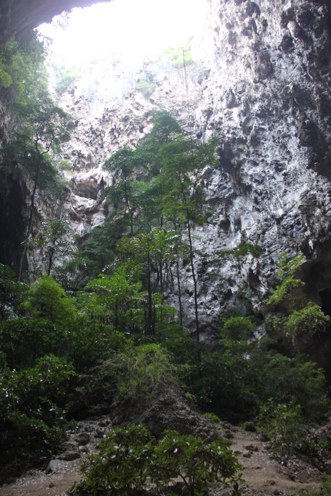 Træer i bunden af Tham Phraya Nakhon cave