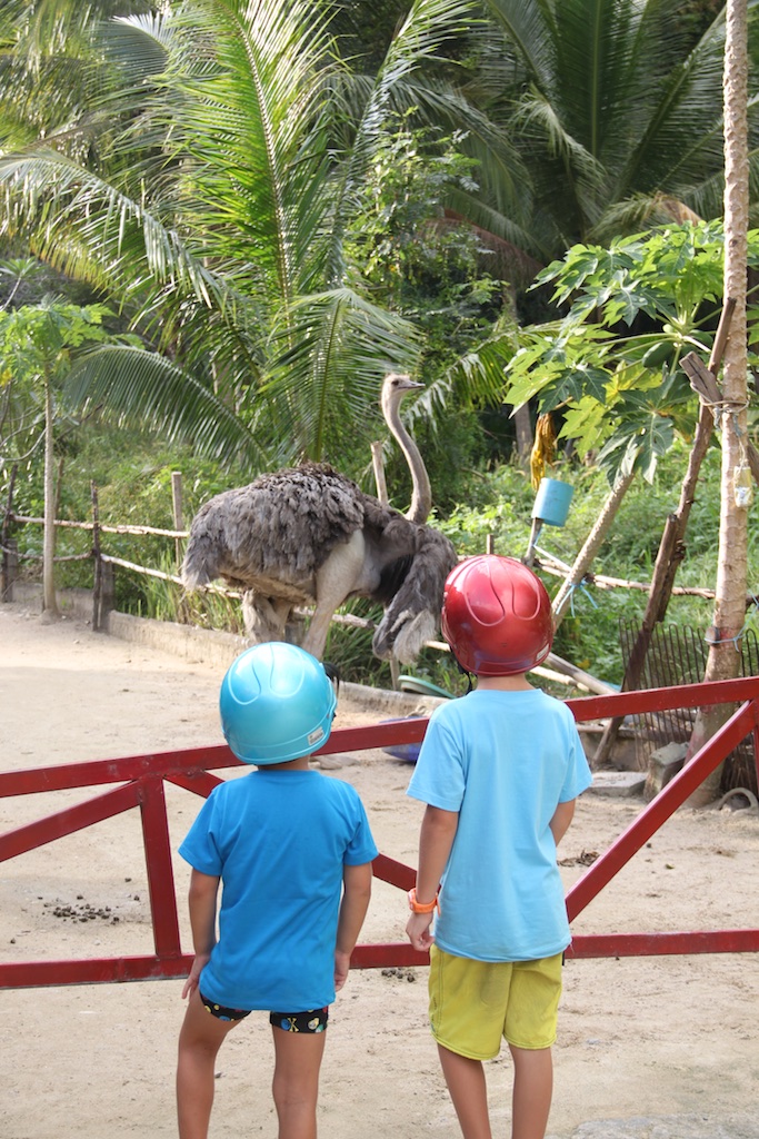 Alfred og Oskar kigger på en struds på Koh Phangan