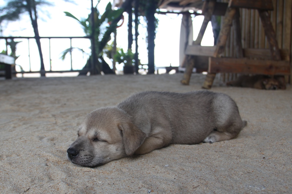 Hundehvalp sover i sandet i Kam's Surf Shack, Cherating