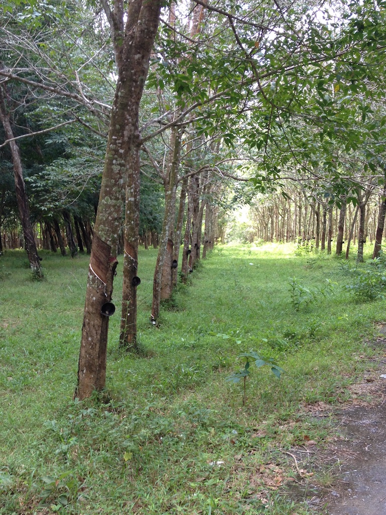 Plantage med gummitræer på Phuket
