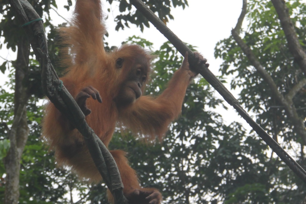 Orangutan i Singapore Zoo