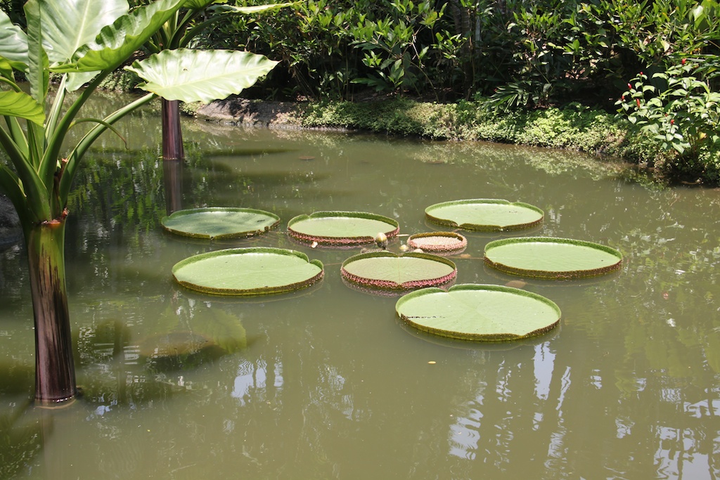 Åkander i Botanisk Have i Singapore