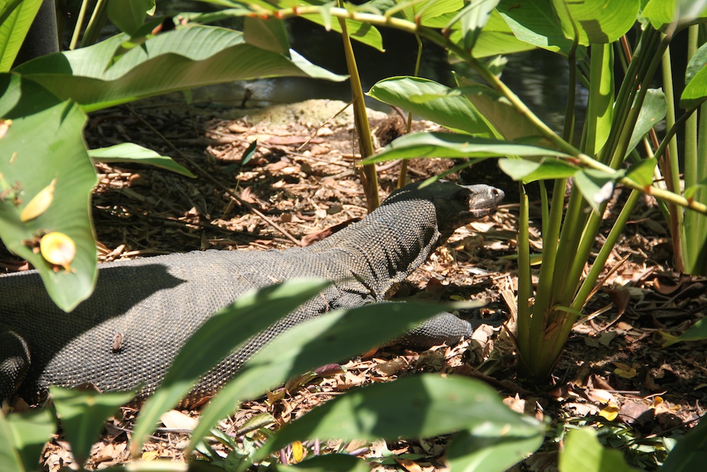 Monitor lizard i Botanisk Have