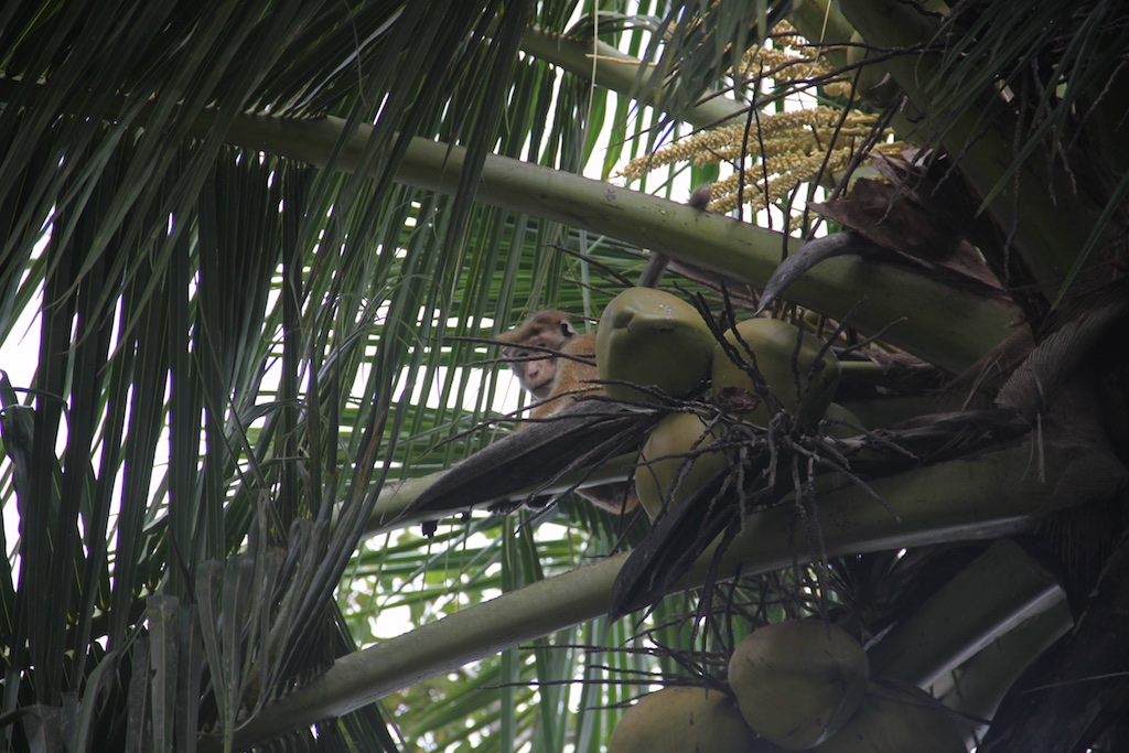 Abe i kokospalme