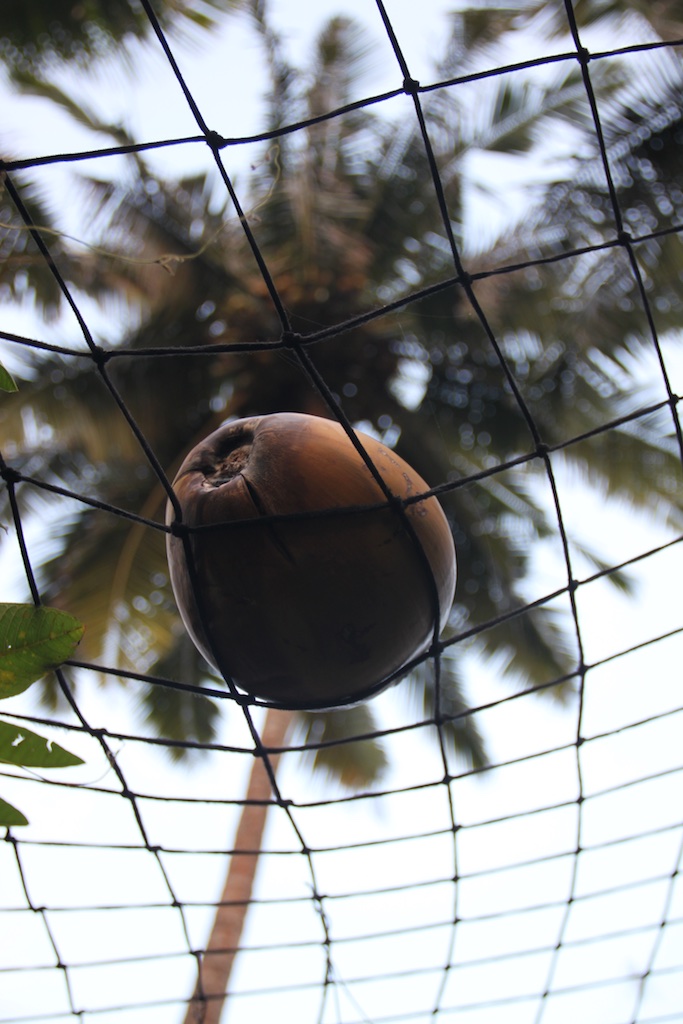 Kokosnød i sikkerhedsnettet over haven i Peacock Wings Guesthouse