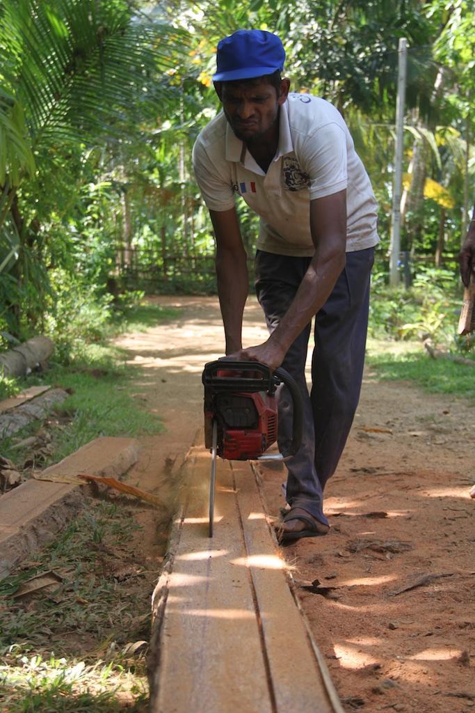Srilankaner saver kokospalme til bjælker med motorsav i klipklapper