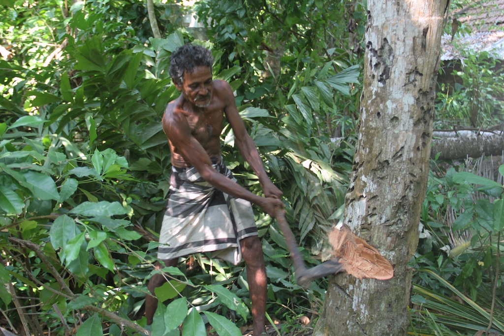 Srilankaner fælder kokospalme med økse