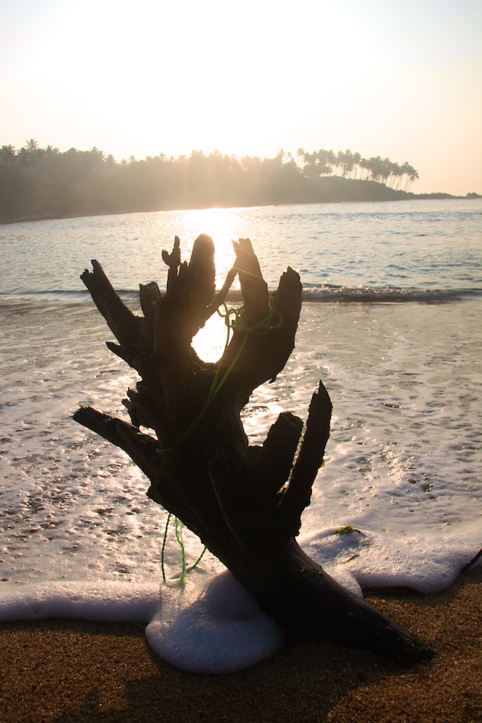 Træ på strand i solopgang