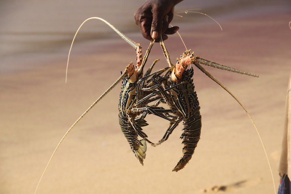 Friskfangede hummere på stranden ved U-Point