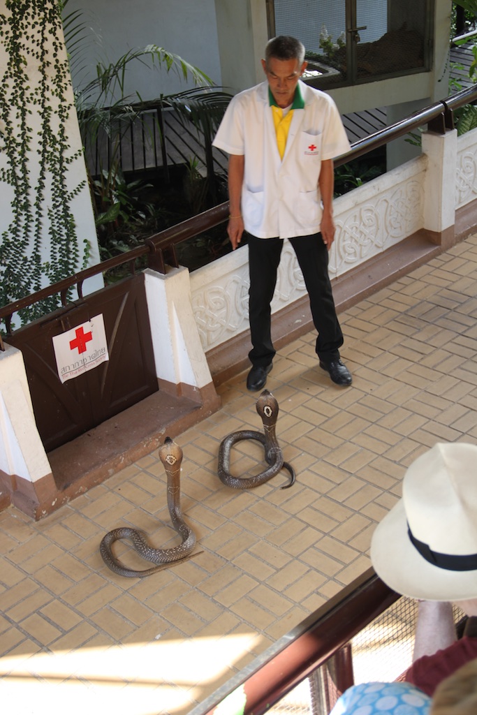 Slangetæmmer med 2 cobraer på jorden