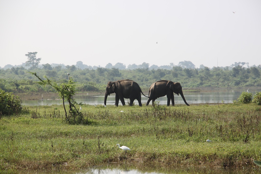Elefanter der græsser ved søen