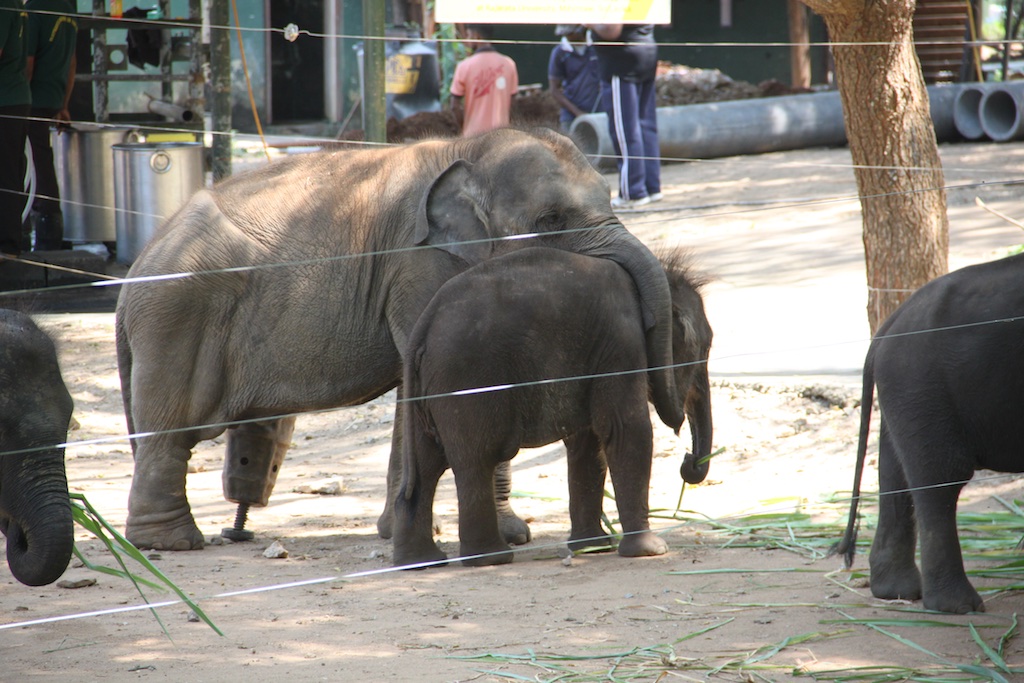 Namal og en anden elefantunge